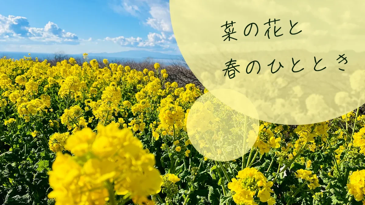 菜の花と春のひととき