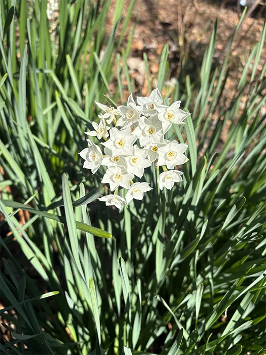 吾妻山公園の水仙