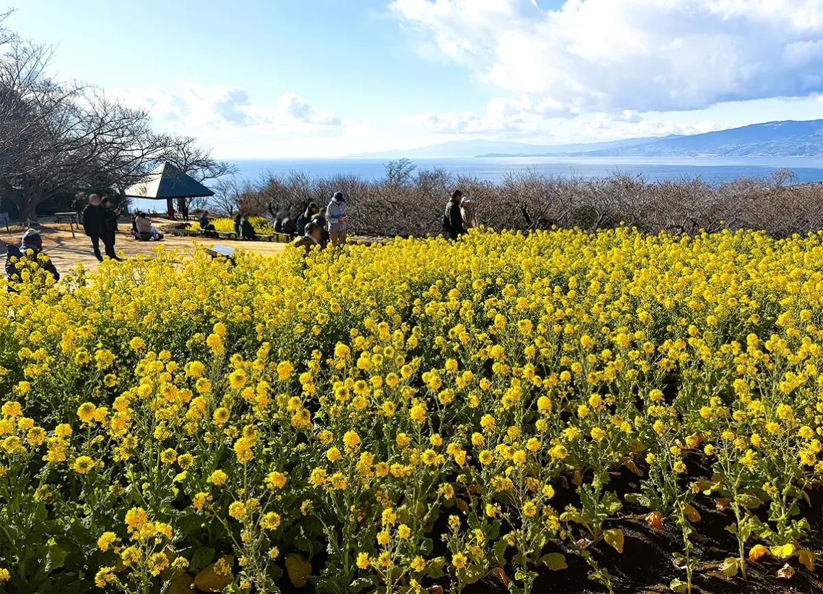 吾妻山公園の菜の花と青空