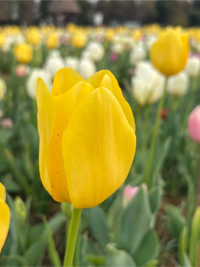 チューリップの花