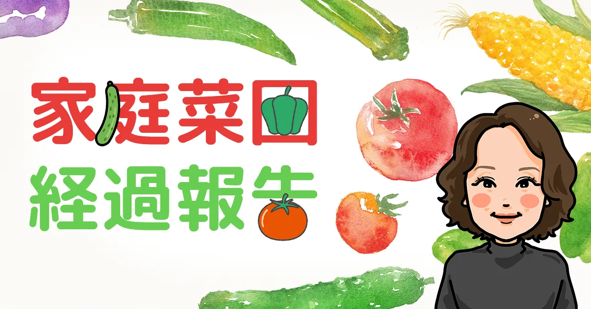 家庭菜園経過報告